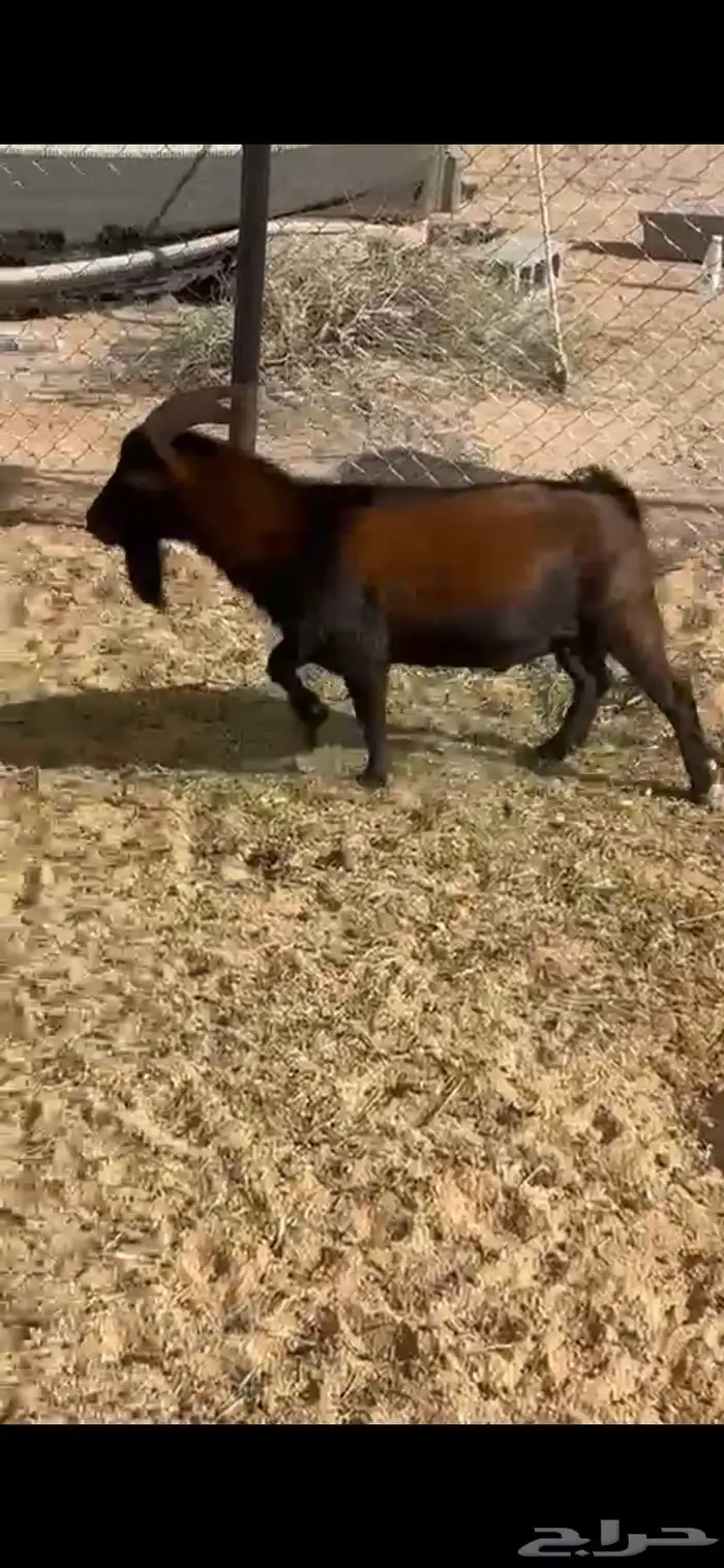 تيس تشيكي 0
