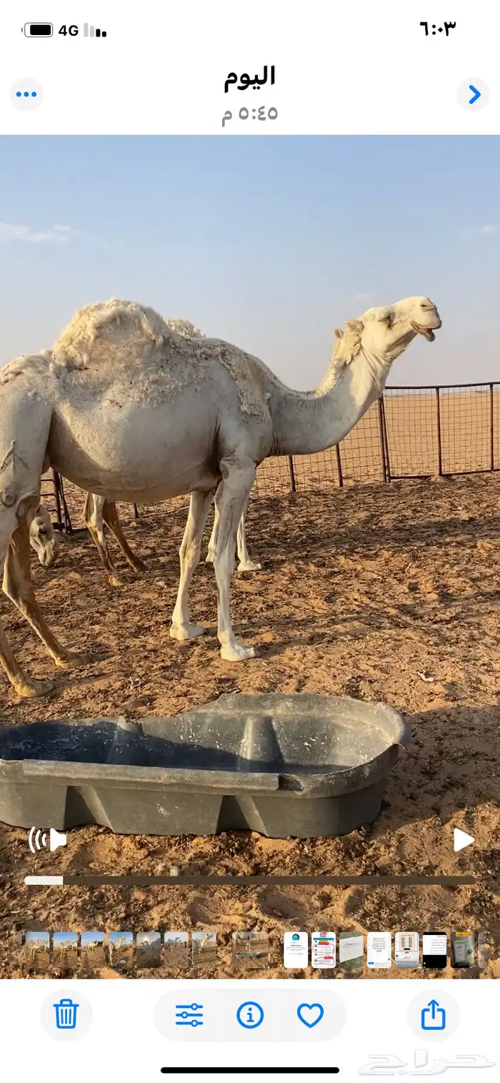 آبل للبيع 1