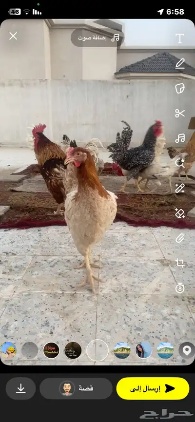 دجاج تركي لوهمان للبيع العدد28 0