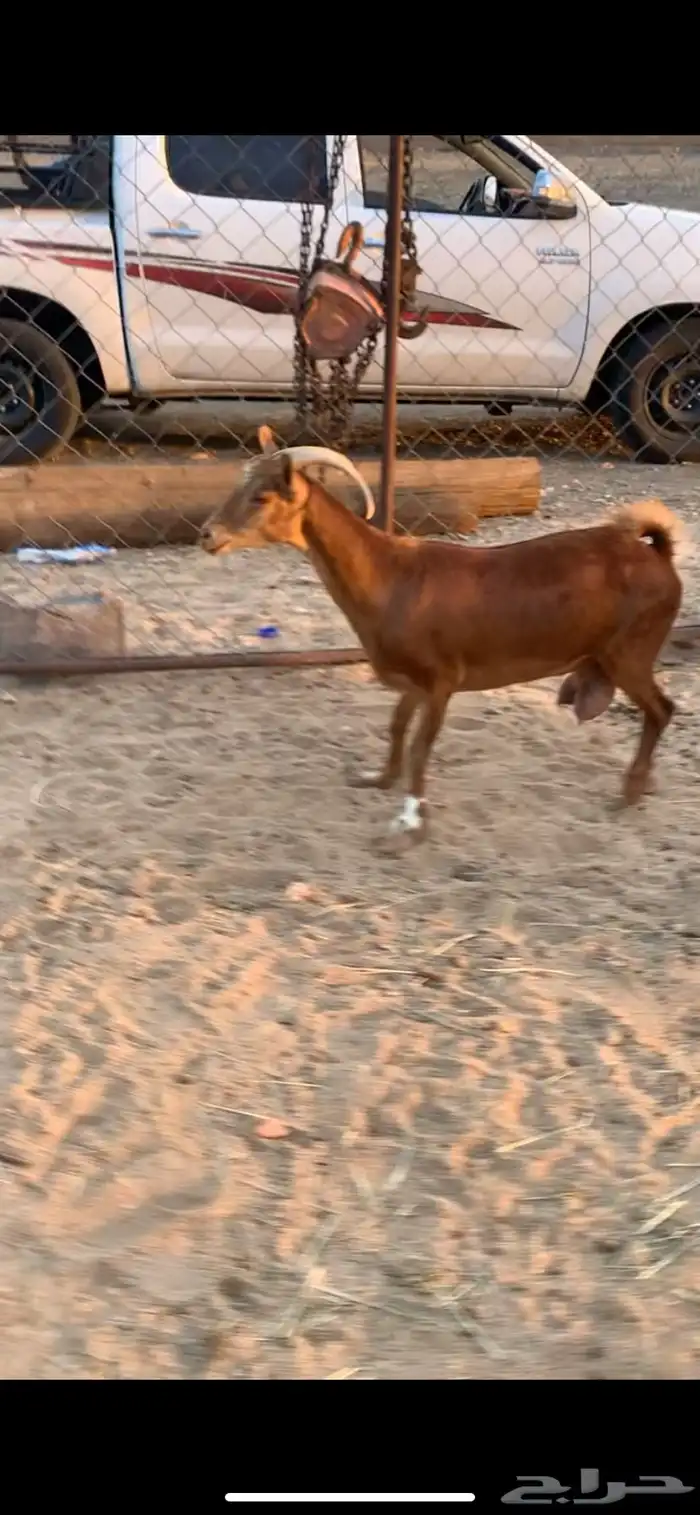 عنز حاصب كفو 1