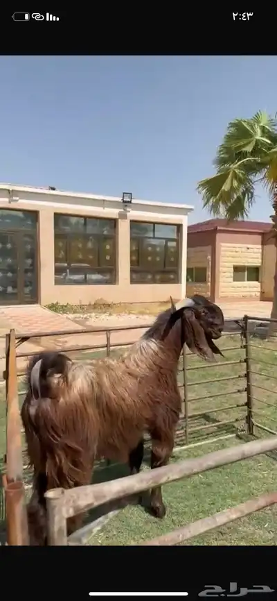 للبيع فحل قبرصي خصم نادر 1
