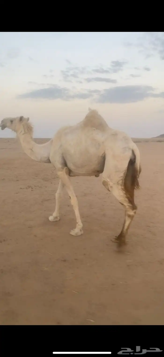 ناقه 0