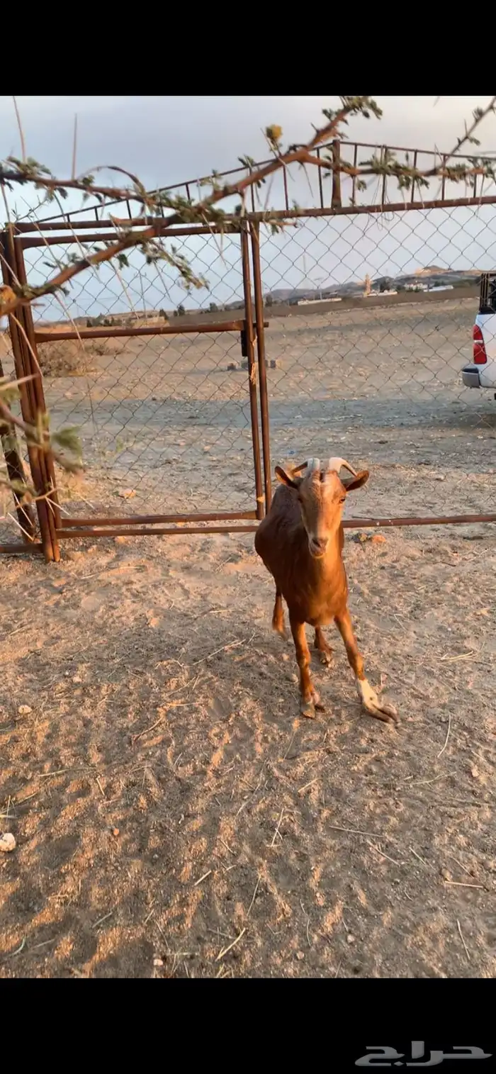 عنز حاصب كفو 2