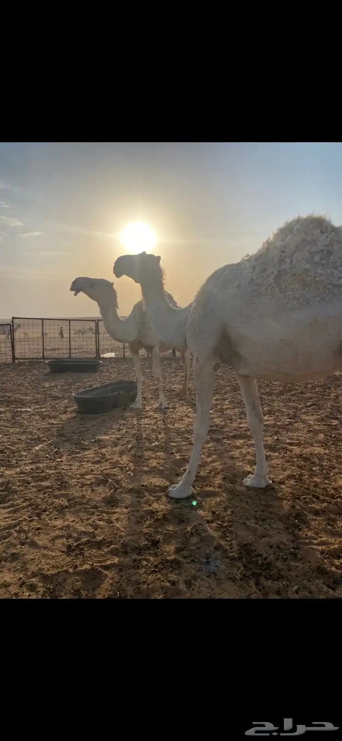 آبل للبيع 0