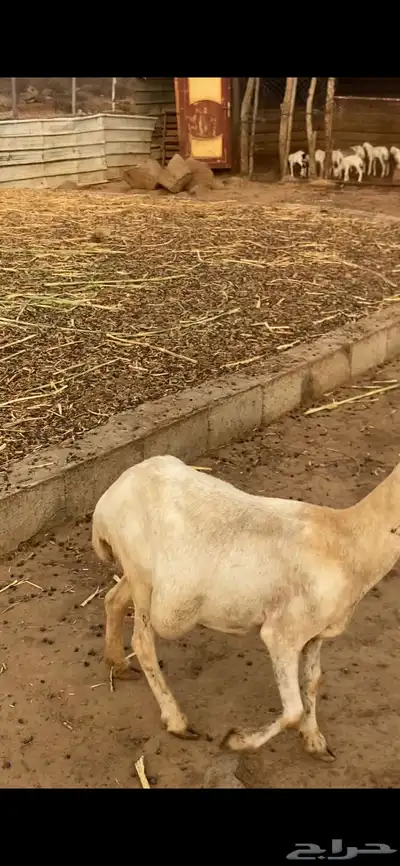 نعجه 1