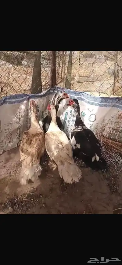 القنفدة القوز 0