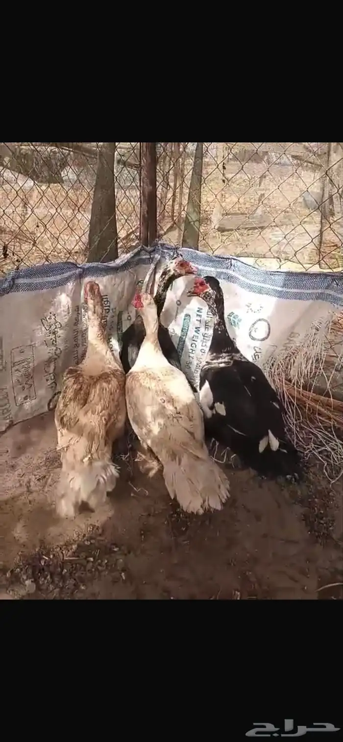 القنفدة القوز 0