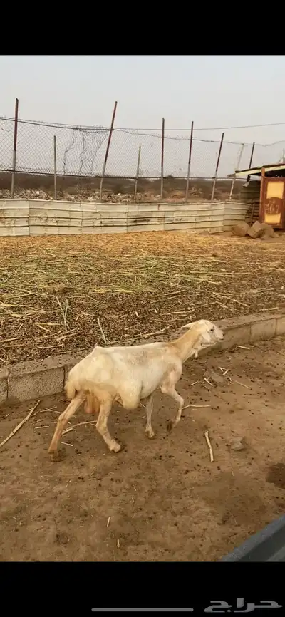 نعجه 3