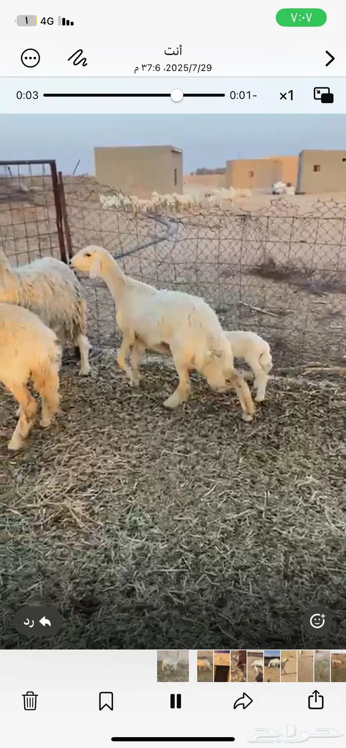 رخل تحتها رخل روم سلم ديس طيبه توه مكسره 0