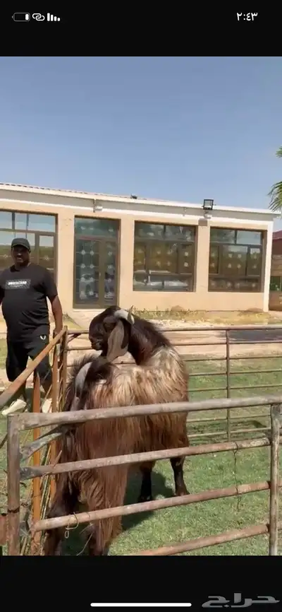 للبيع فحل قبرصي خصم نادر 4