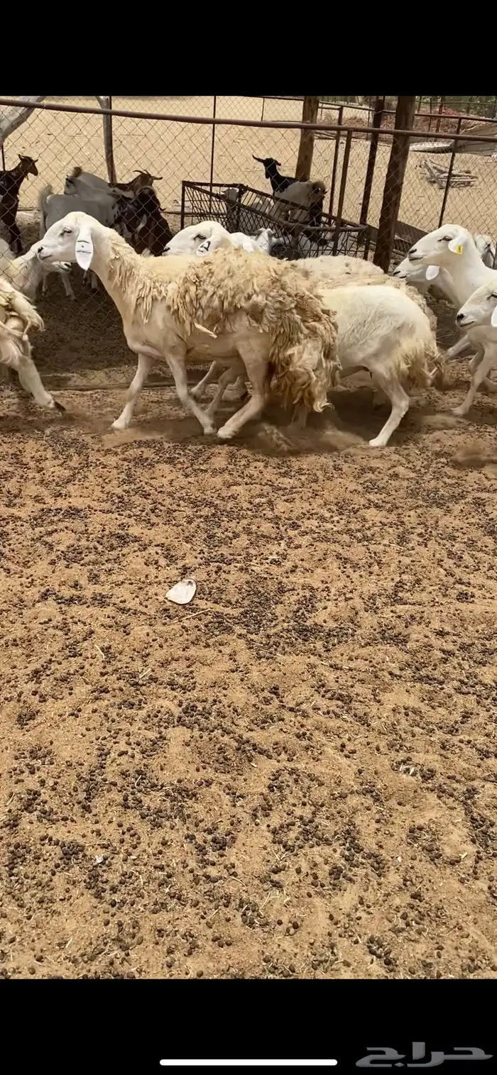 ضان للبيع 0