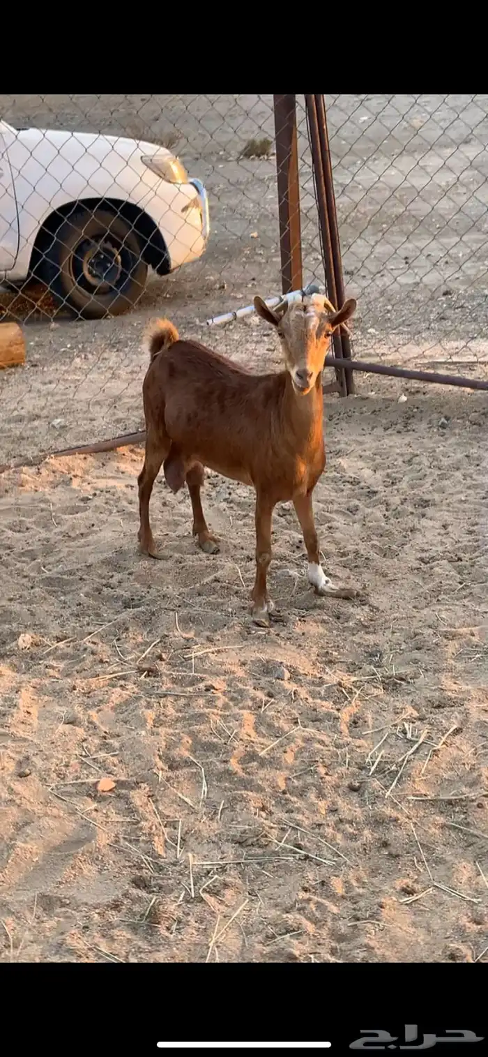 عنز حاصب كفو 0