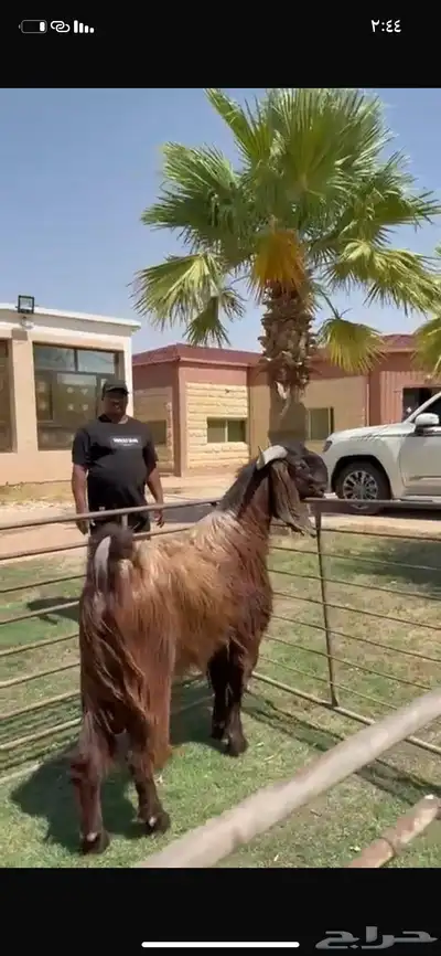للبيع فحل قبرصي خصم نادر 3