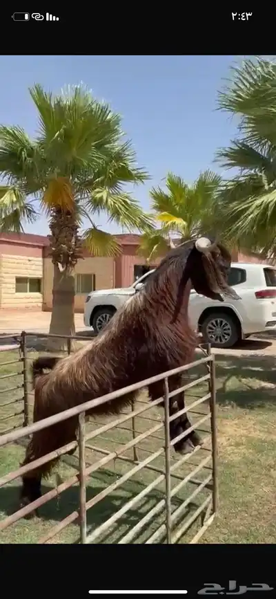 للبيع فحل قبرصي خصم نادر 0