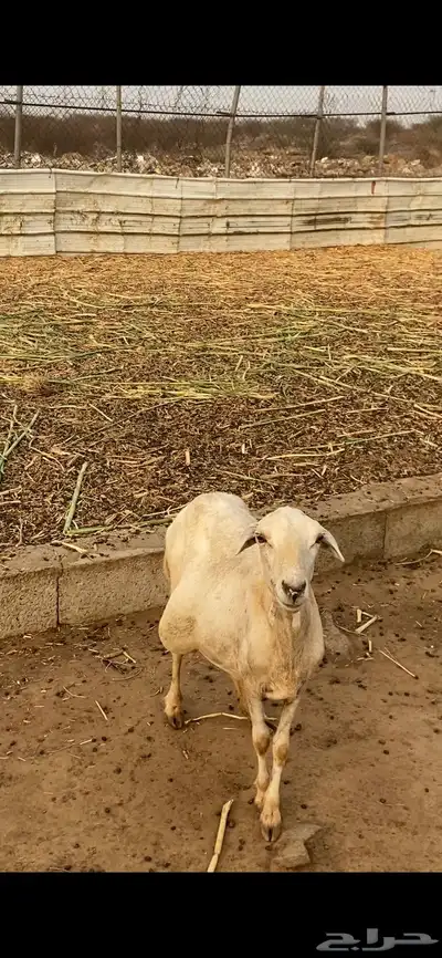 نعجه 2