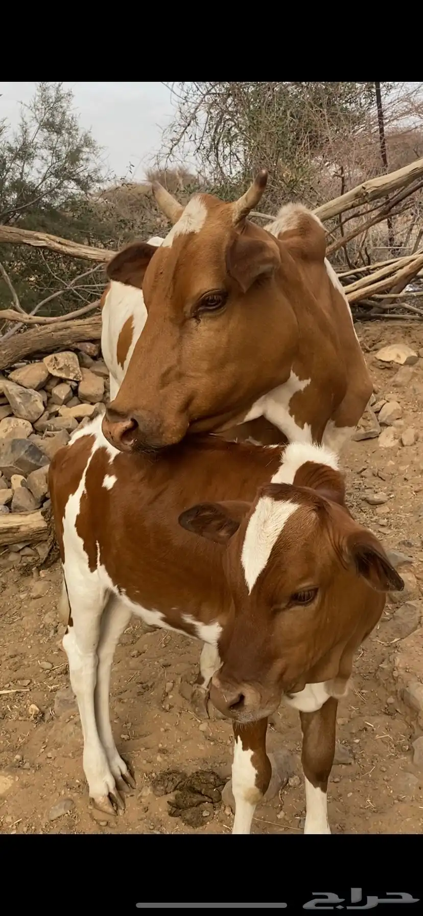 بقر 0