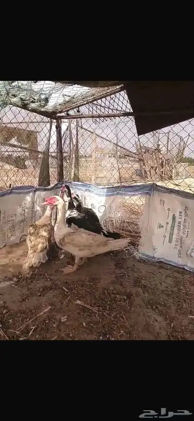 القنفدة القوز 2