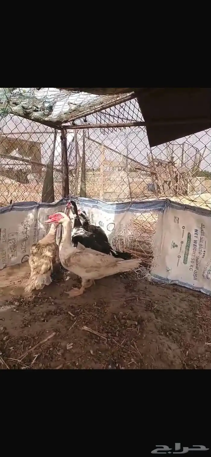 القنفدة القوز 2