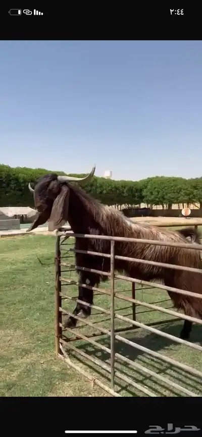 للبيع فحل قبرصي خصم نادر 2