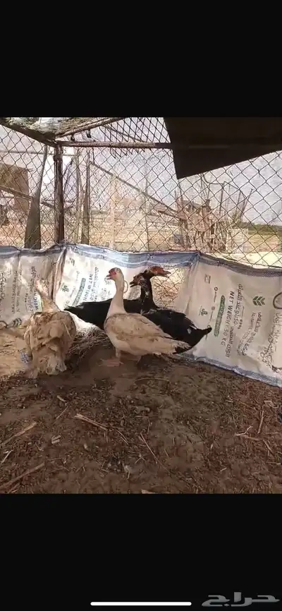 القنفدة القوز 3