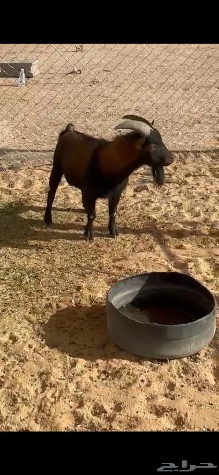 تيس تشيكي 1