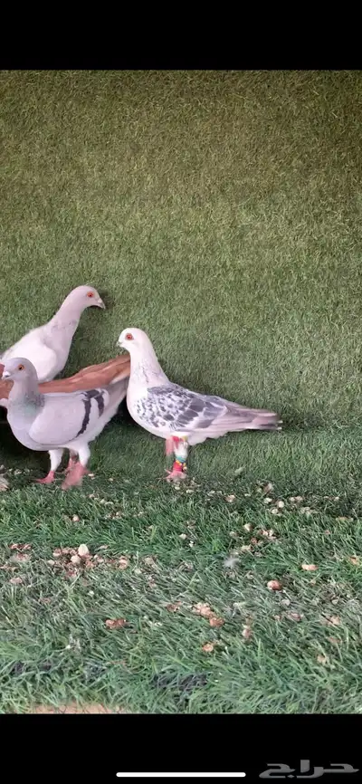 للبيع حمام شامي كش 0