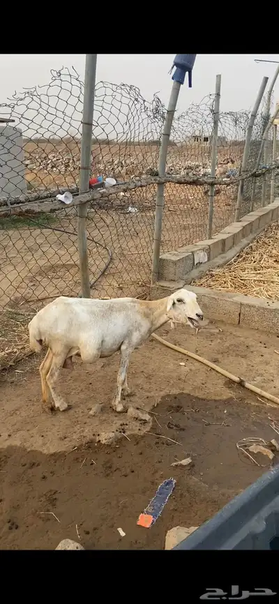 نعجه 0