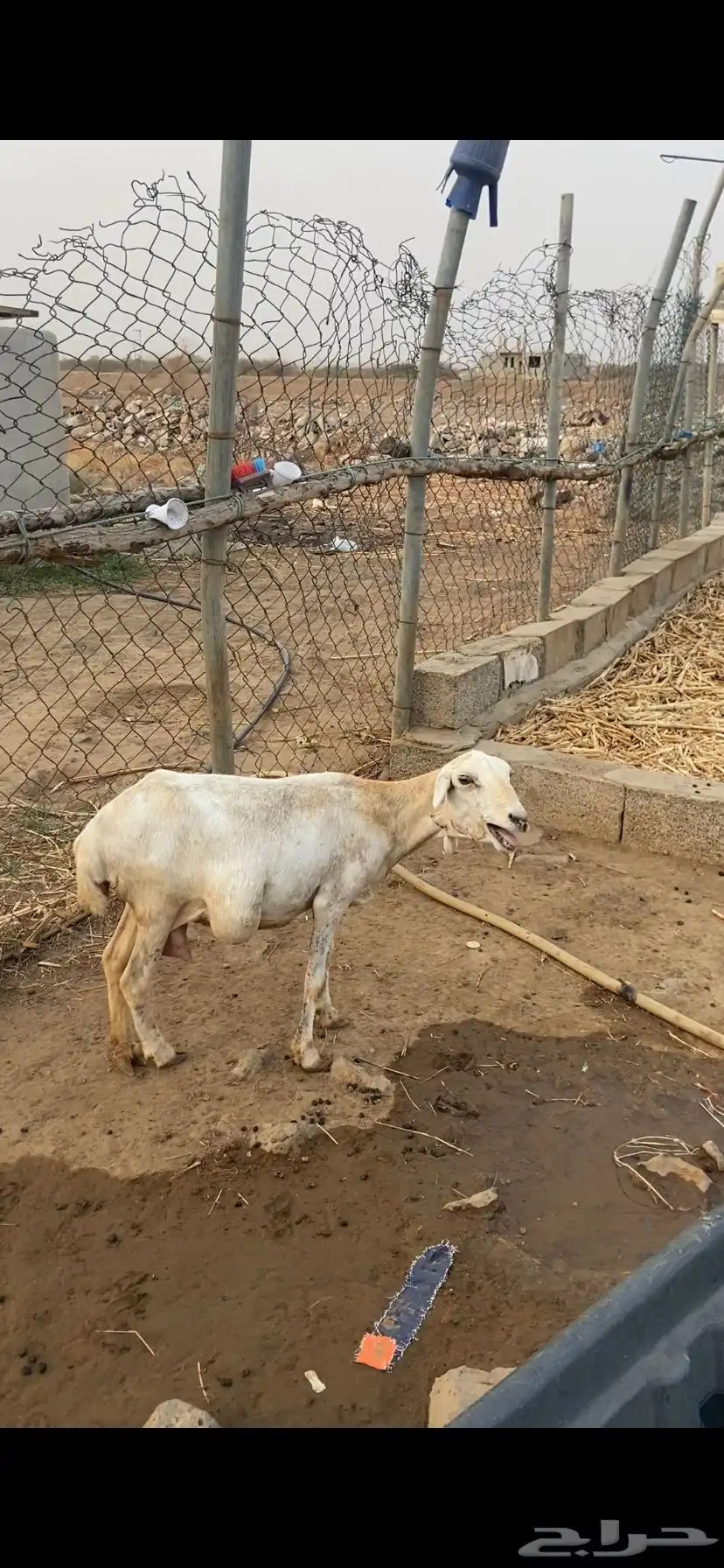 نعجه index