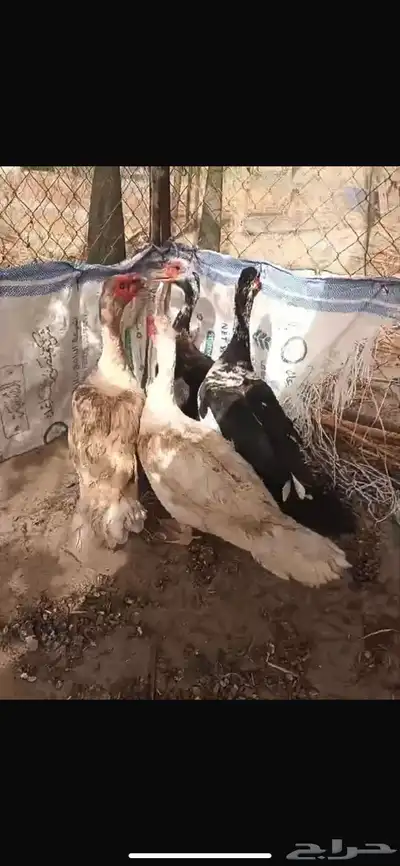 القنفدة القوز 1