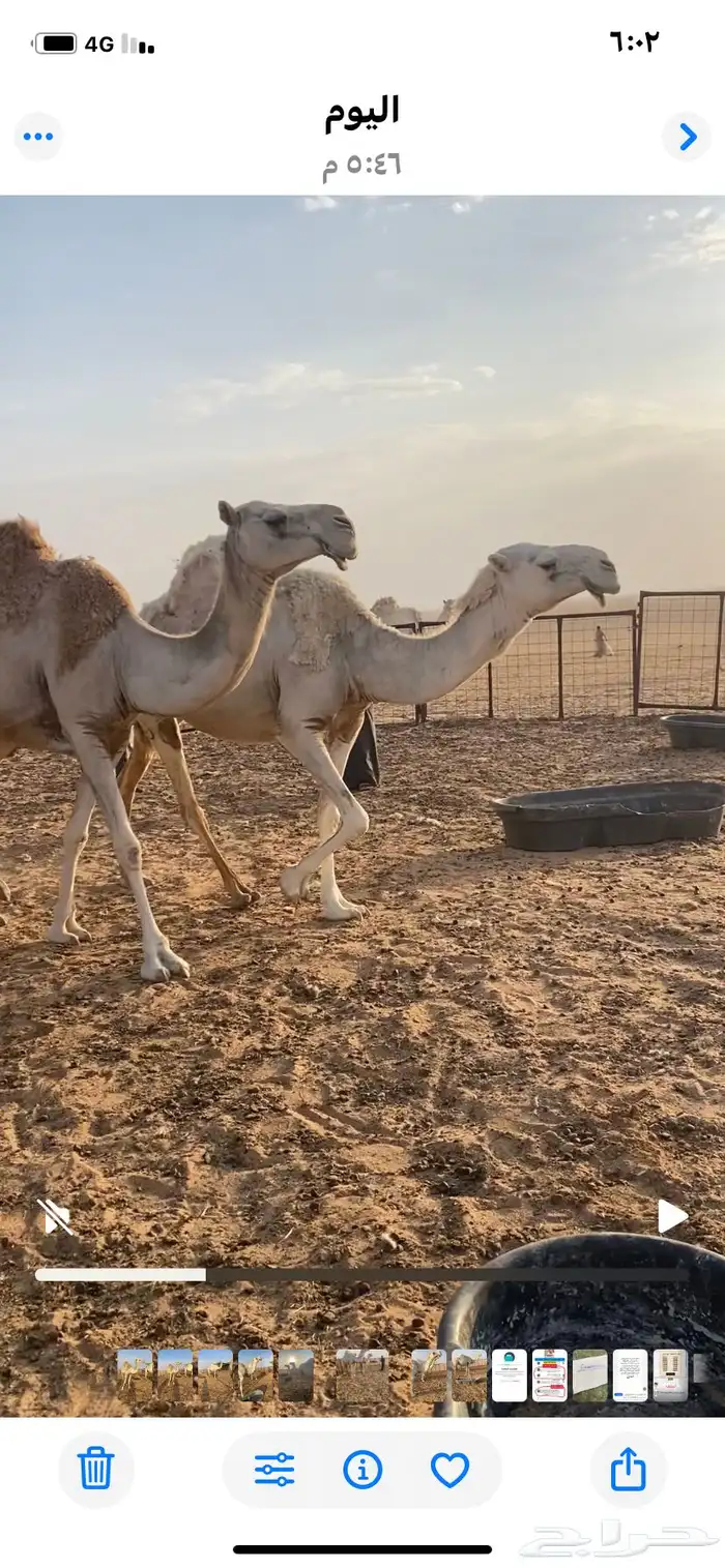 آبل للبيع 2