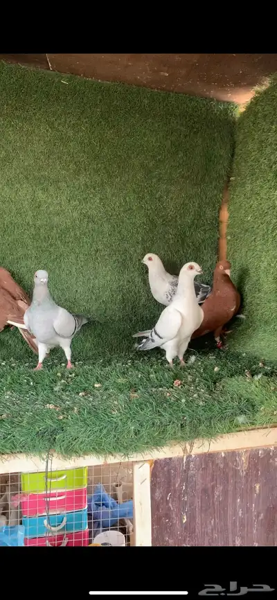 للبيع حمام شامي كش 2