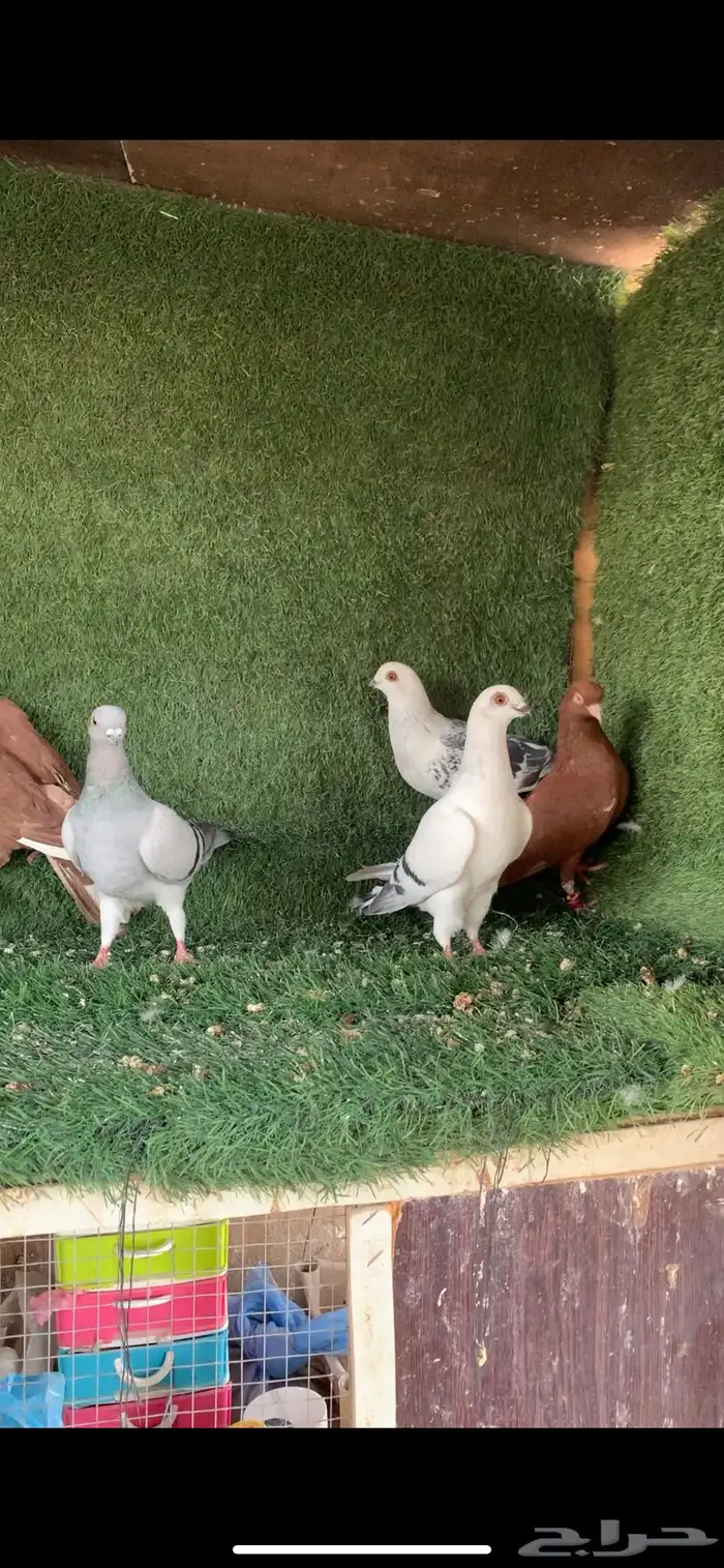 للبيع حمام شامي كش 2