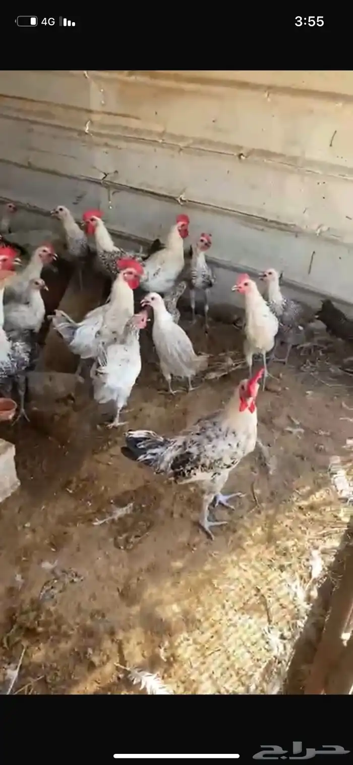ديوك للبيع 0