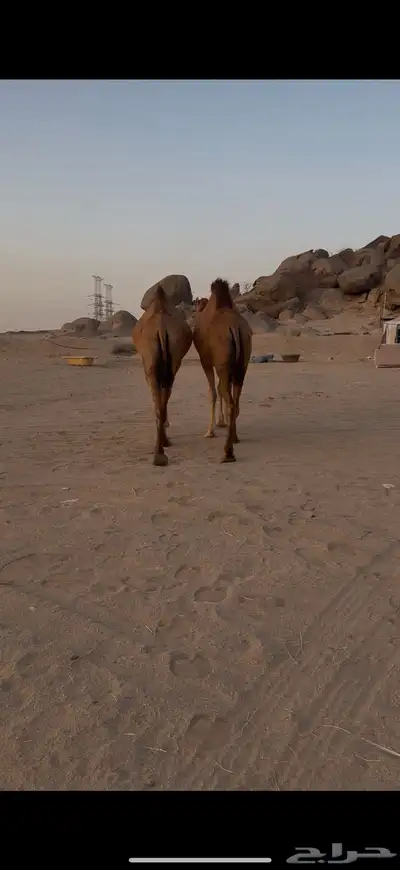 بكار سواحل لقح 2