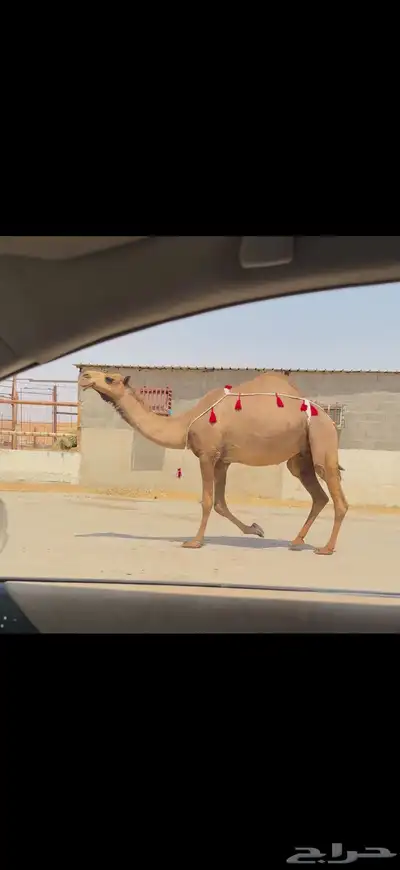 للبيع لقحه صفراء 2