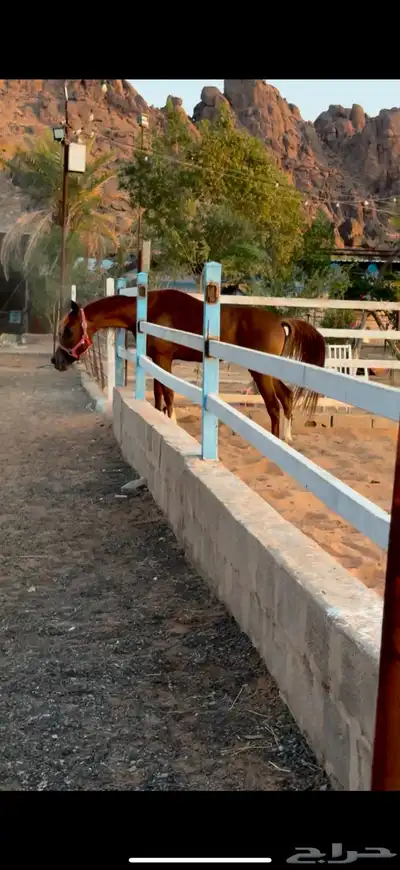 مهر شعبي 3