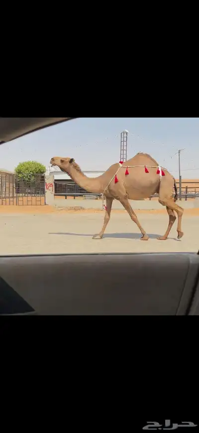 للبيع لقحه صفراء 6