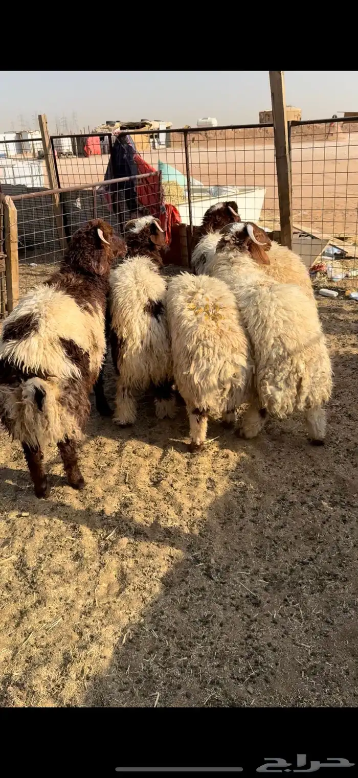 ذبيحه ذبايح نعيم بلدي يوجد تمارا 2