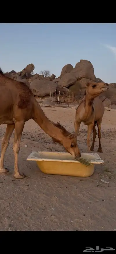 بكار سواحل لقح 3