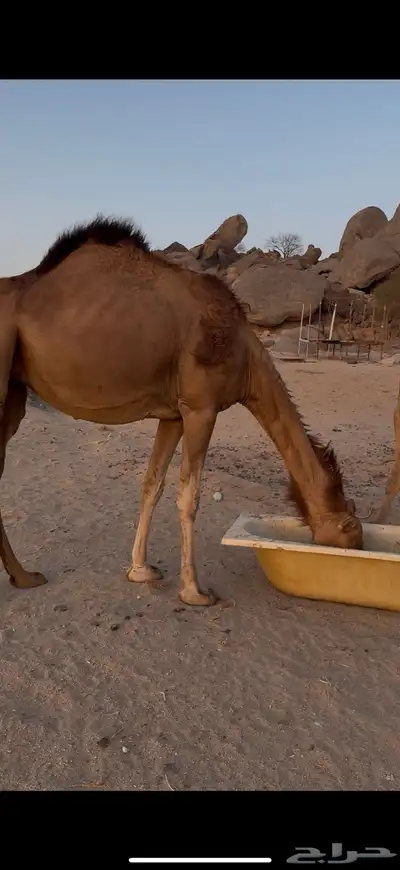 بكار سواحل لقح 1