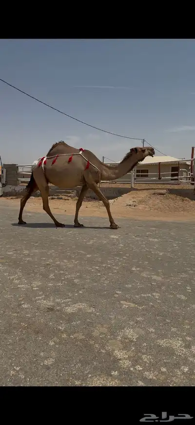 للبيع لقحه صفراء 10