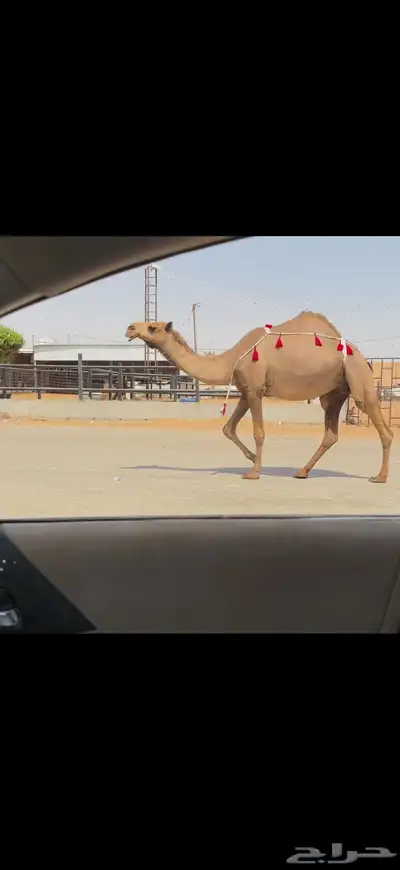 للبيع لقحه صفراء 4