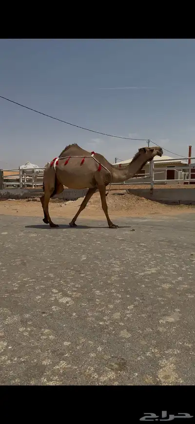 للبيع لقحه صفراء 8