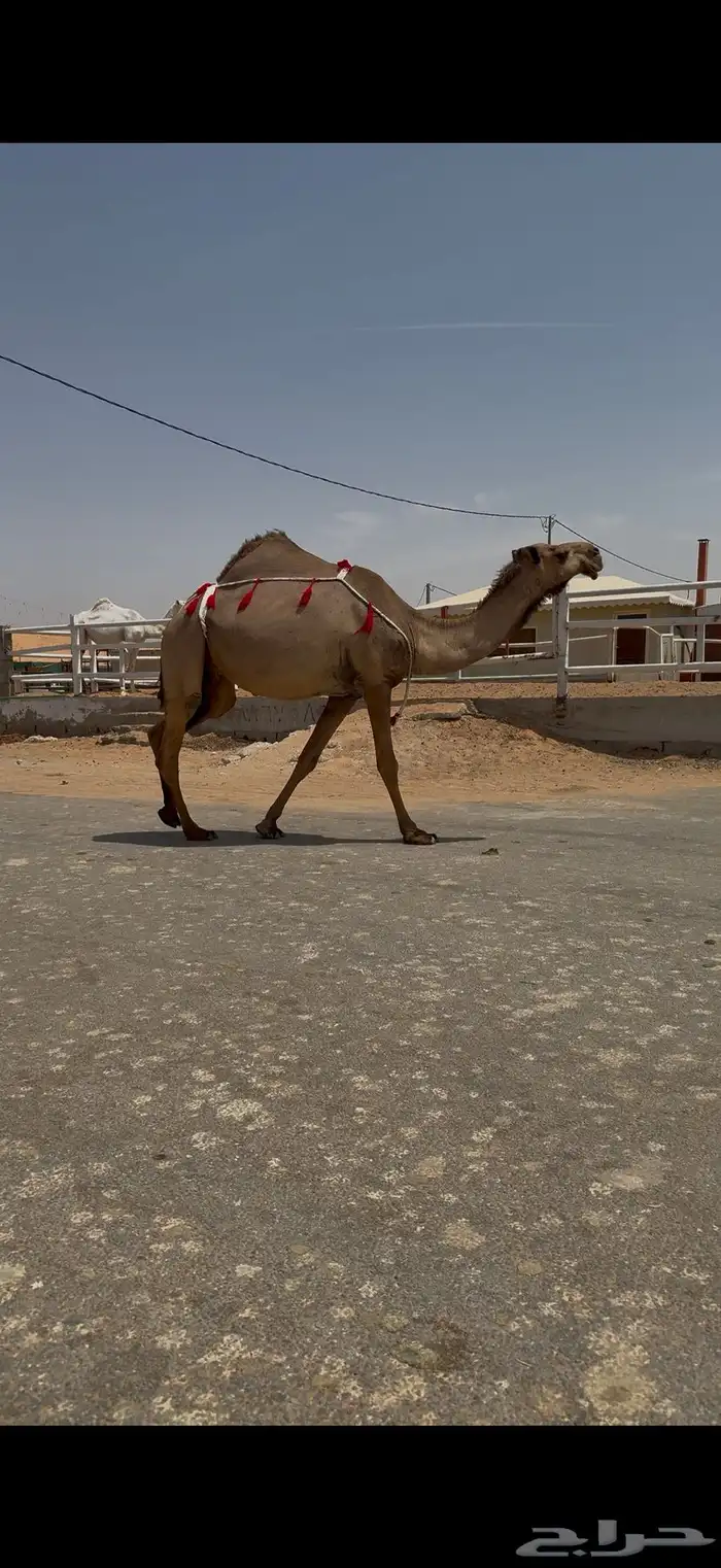 للبيع لقحه صفراء 8