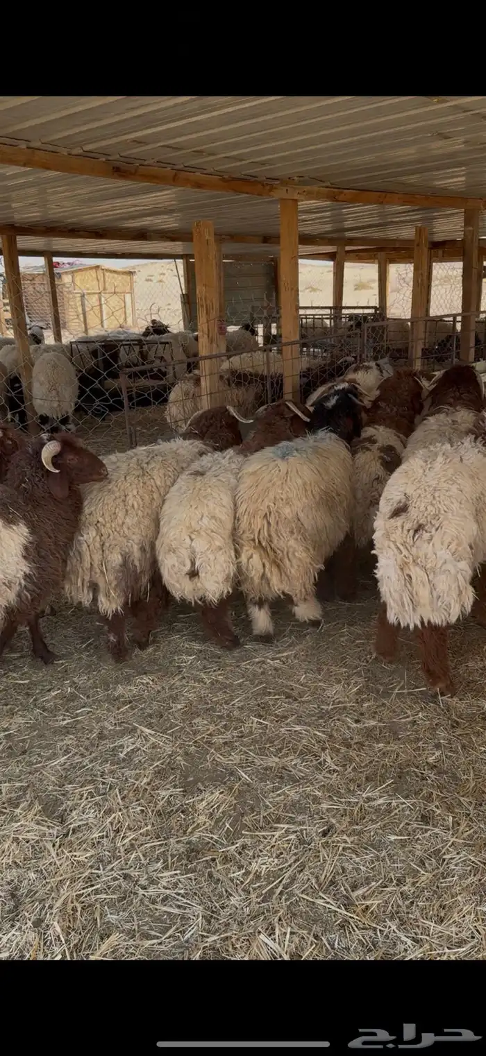 ذبيحه ذبايح نعيم بلدي يوجد تمارا 1