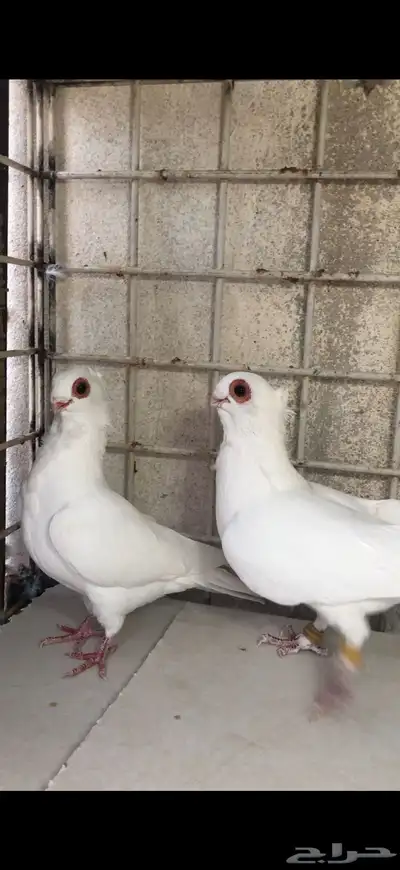 حمام للبيع زوج بولندي و ثلاث اناثي طواير 0