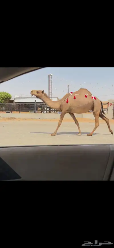 للبيع لقحه صفراء 7