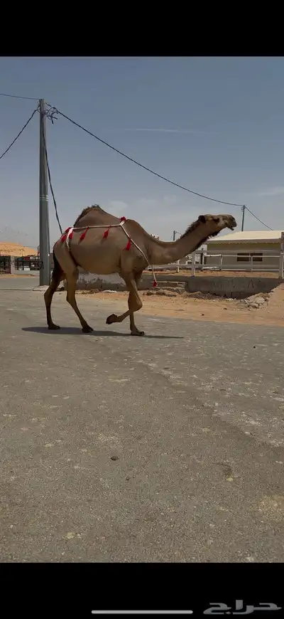 للبيع لقحه صفراء 9