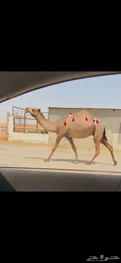 للبيع لقحه صفراء 3