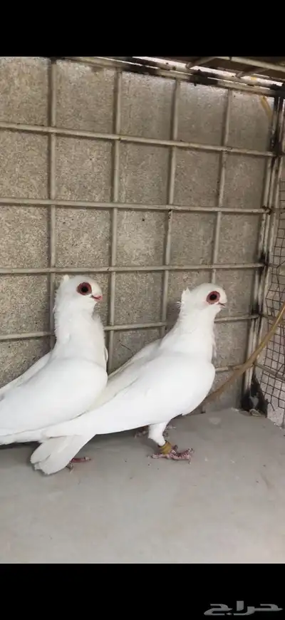 حمام للبيع زوج بولندي و ثلاث اناثي طواير 1